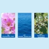parfum de luxe bleu méditerranéen unisexe, fruité fraîche, charme ultime, bois naturel, couple premium eau de toilette 50ml