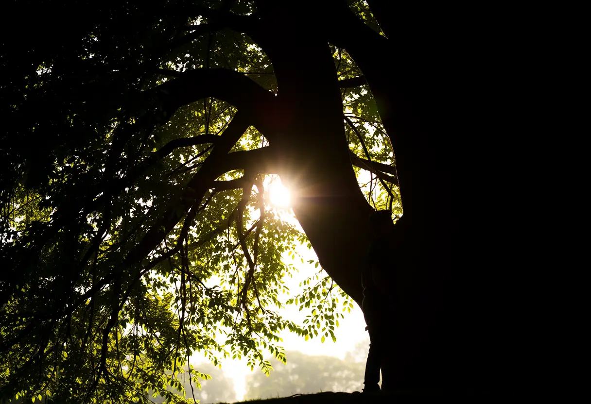 Une silhouette se tient près d'un grand arbre aux feuilles vertes